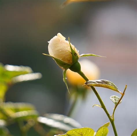 Premium Photo The Beautiful Yellow Flower In The Garden In The Nature