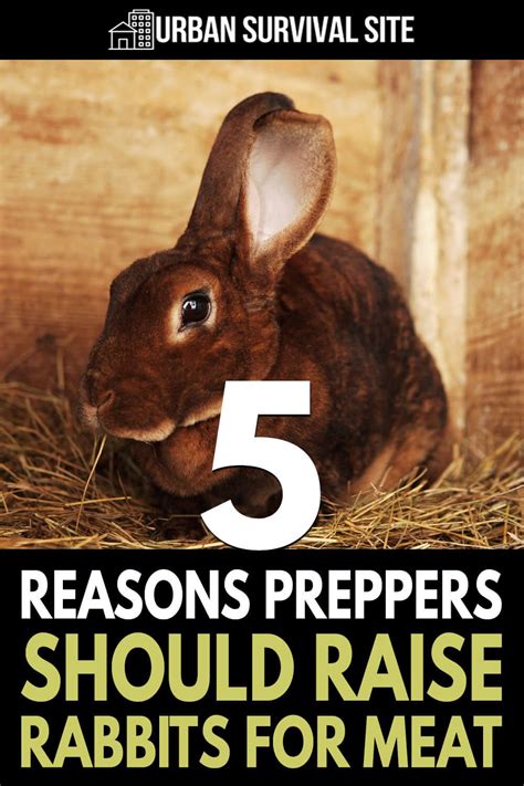 5 Reasons Preppers Should Raise Rabbits For Meat Artofit