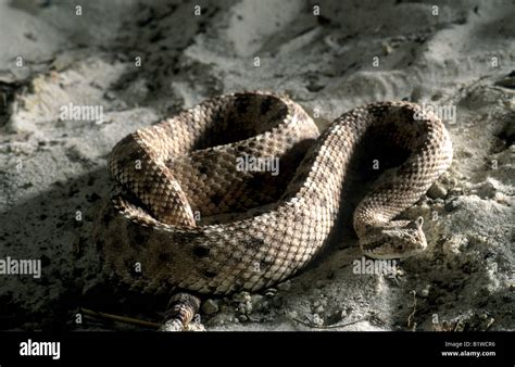 Sidewinder Rattlesnake (Crotalus cerastes Stock Photo - Alamy