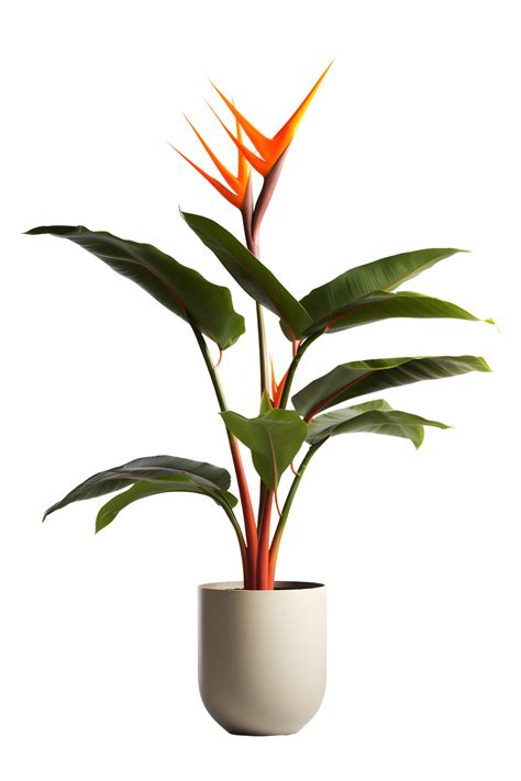 Bird Of Paradise Plant On Pot Strelitzia Png