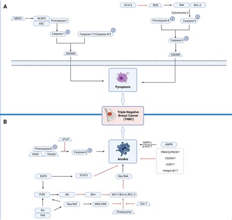 The Key Pyroptosis And Anoikis Pathways In Triple Negative Breast