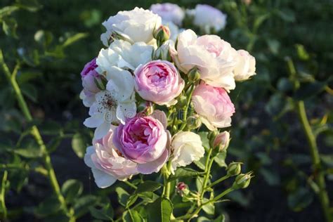 Vesalius Flower Head Of A Rose In De Guldemondplantsoen Rosarium In