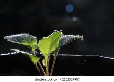 Guttation On Leaves Stock Photos and Pictures - 335 Images | Shutterstock