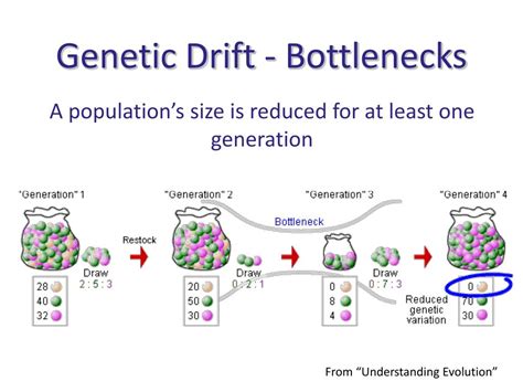 Ppt Forces That Drive Evolution Powerpoint Presentation Free