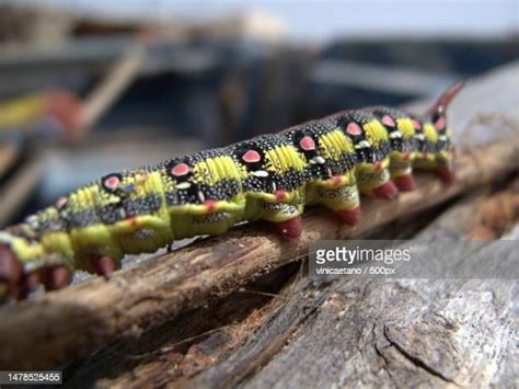 Red And Black Caterpillar Photos and Premium High Res Pictures - Getty ...