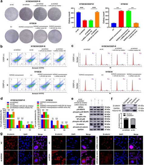 Lncrna Noradmir 224 3pmtdh轴通过促进β Catenin核积累，参与食管鳞状细胞癌cddp耐药
