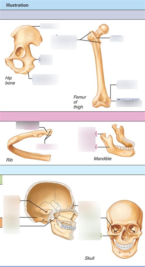 Bone Markings Diagram Quizlet