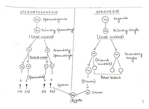 Answered Diagram What Would Happen If Sexual Bartleby