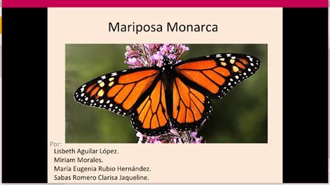 Maria Rubio G 618 Biologia Iv PrÁctica De La Mariposa Monarca