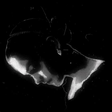 Black And White Animation GIF by Eloy Lannoó - Find & Share on GIPHY