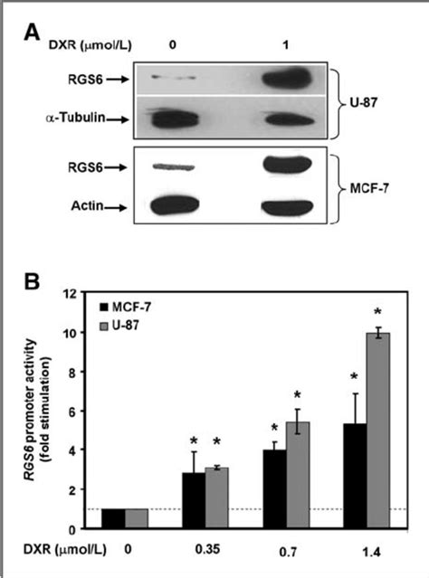 DXR Induces Upregulation Of RGS6 In Human Cancer Cell Lines A DXR