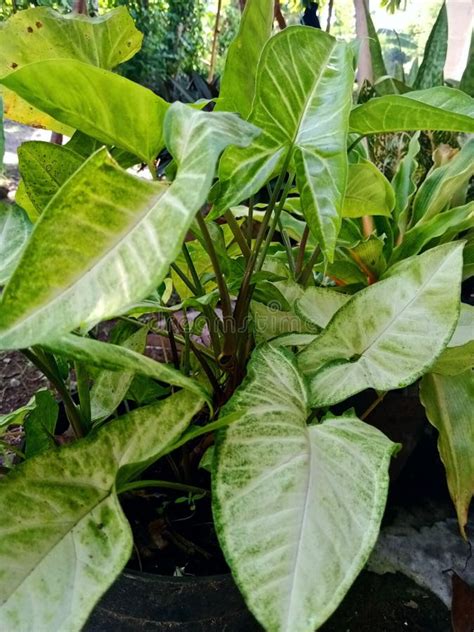 Syngonium Podophyllum Stock Photo Image Of Green Plant