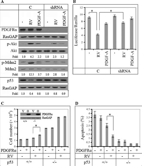 Indirectly Activated Pdgfr Enhanced Proliferation And Survival By