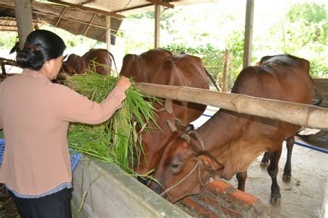 Chăn nuôi bò thịt theo hướng bền vững