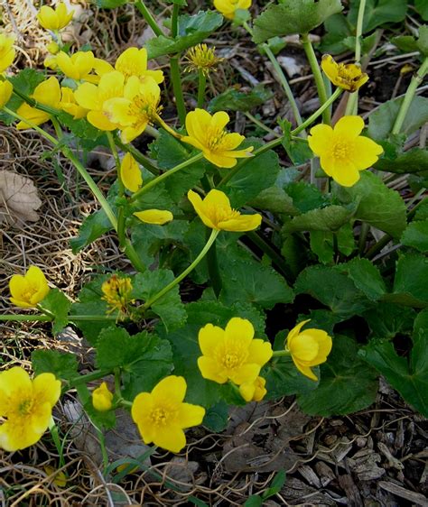 Marsh Marigold