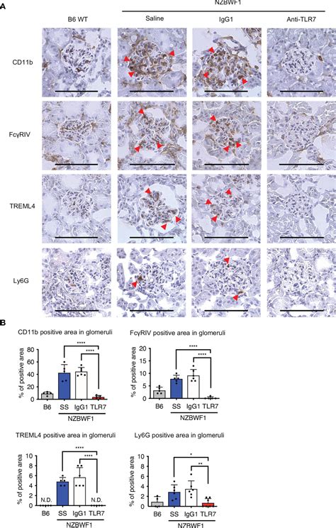 Frontiers Anti TLR7 Antibody Protects Against Lupus Nephritis In