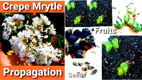 Crepe Mrytle Seed Propagation Result Melendres Plant YouTube