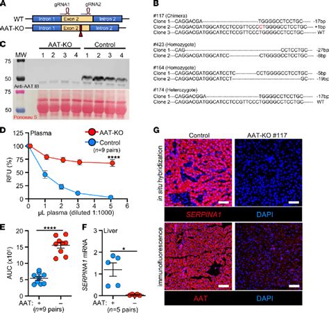 Generation And Validation Of An Aat Ko Ferret A Schematic For