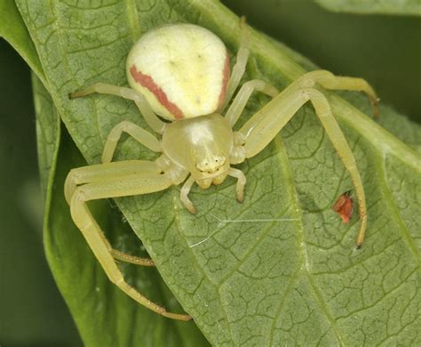 Flower Crab Spiders Arachnids In California · Inaturalist