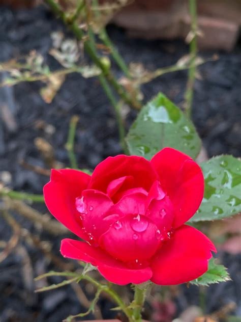 Hot Pink Wallpapers That Are Boldly Beautiful