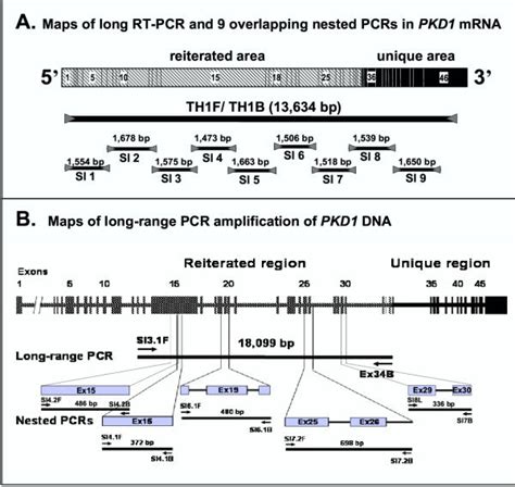 A Schematic Illustration Of Pkd1 Mrna Long Rt Pcr Product And Nine