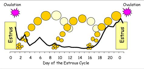 Figure 3 From The Estrous Cycle In Cattle Physiology Endocrinology And Follicular Waves12