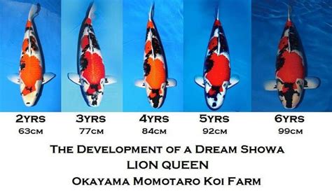 Koi Fish Growth Before After Atelier Yuwa Ciao Jp