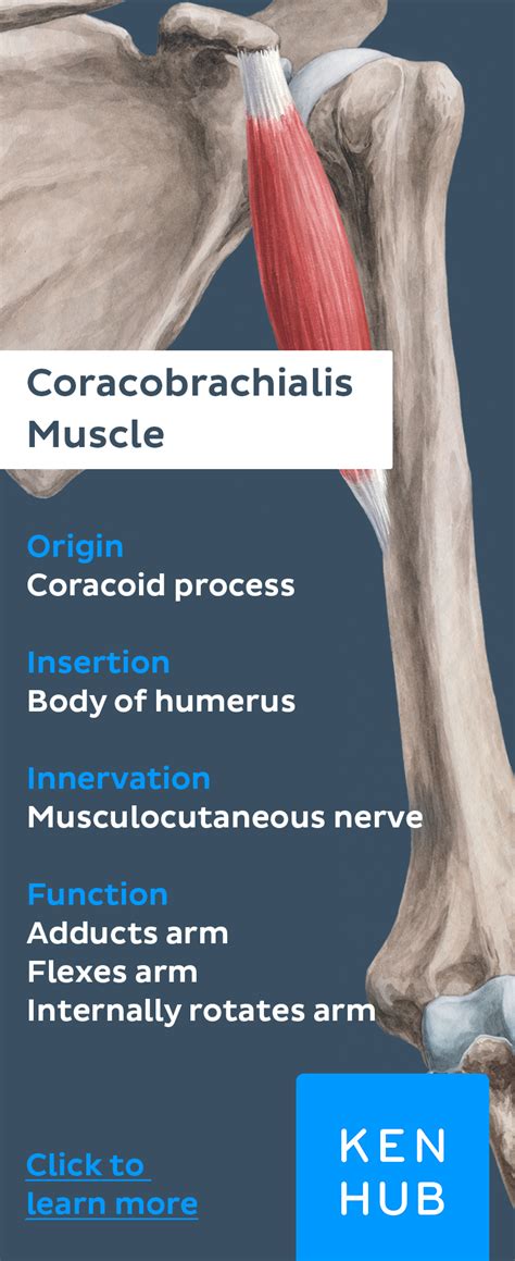 Coracobrachialis Muscle Muscle Anatomy Body Anatomy Anatomy Physiology