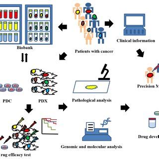 Schematic For The Use Of Patient Derived Xenograft Pdx Models Pdx