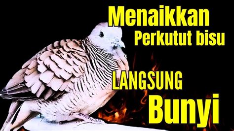 Perkutut Lokal Gacor Suara Besar Masteran Perkutut Bisu Seketika Nyaut