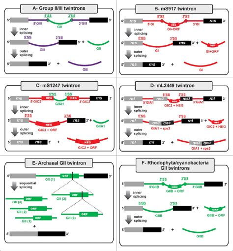 Ribozyme Twintron Like Configurations Group I Ii And Iii Introns Are