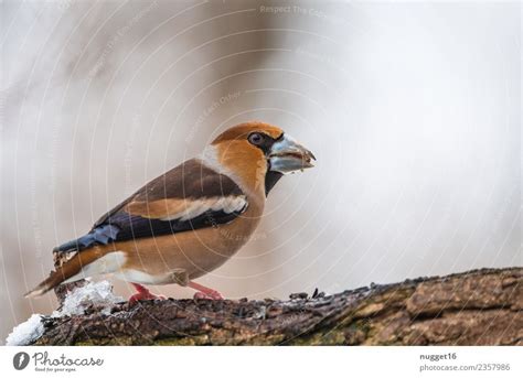 Kernbei Er Umwelt Natur Ein Lizenzfreies Stock Foto Von Photocase