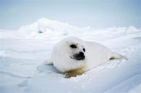 Commercial seal hunt added threat as animals' habitat deteriorates: Non ...