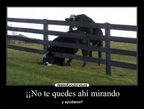 Imágenes Y Carteles De Vacas Pag 36 Desmotivaciones