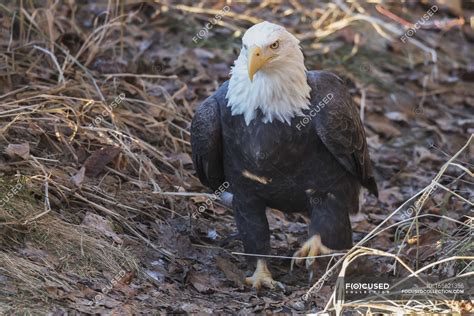 Bald Eagle Walking — Nature Concept Stock Photo 165621356