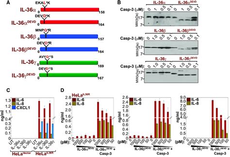 Il 36 Cytokines Require Processing To Release Biological Activity A Download Scientific