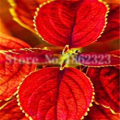 100 Pcs Exotic Coleus Seeds Mixed Colors - BestSeedsOnline.com - Free ...