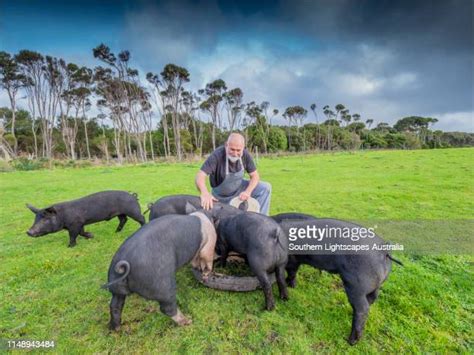 70 Hampshire Hog Stock Photos, High-Res Pictures, and Images - Getty Images