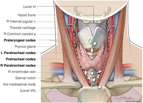 The Anatomic Borders Of Level Vi Of The Central Neck Hyoid Bone