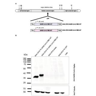 Construction And Biochemical Characterisation Of Recombinant Mvas