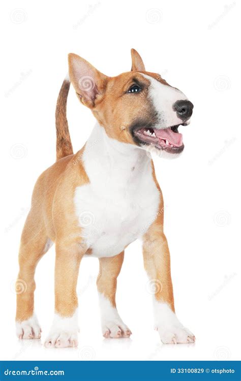 Red English Bull Terrier Puppy Stock Image Image Of Portrait