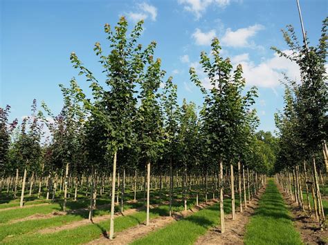 UDENHOUT TREES Acer Platanoides Farlaken S Green