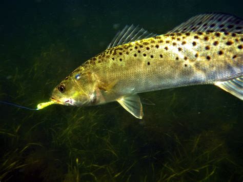 Spotted Seatrout New Regulations Begin Feb 1 2020