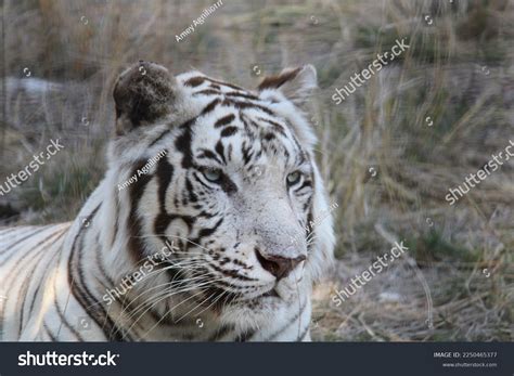 White Tiger Rare Genetic Mutation Stock Photo 2250465377 Shutterstock