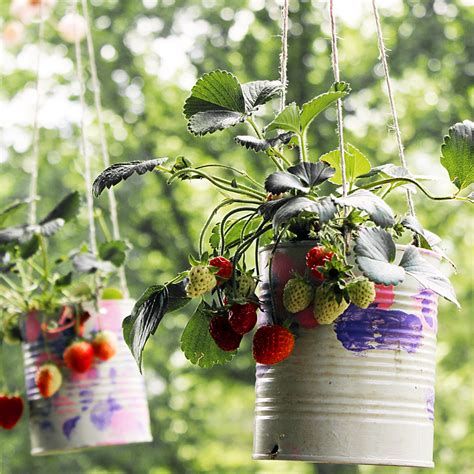 How To Plant Strawberries In A Hanging Pot At Robert Yang Blog