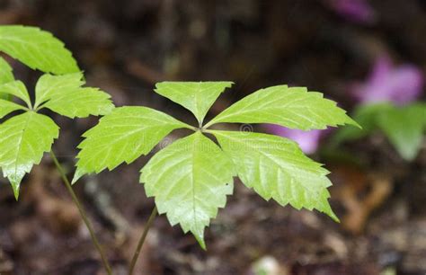 Virginia Creeper Five Leave Vine Blue Ridge Mountains Stock Photo