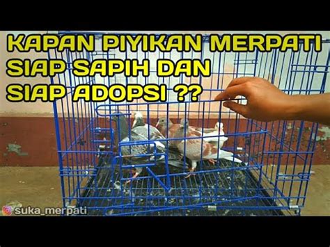 Kapan Piyikan Merpati Pos Siap Sapih Dan Pindah Kandang Sukamerpati