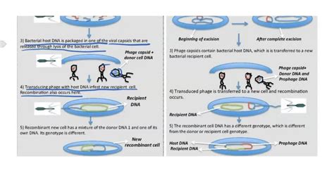 SOLVED: 21) How is generalized transduction different from specialized transduction? Only one ...