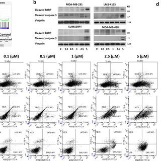 Nsc Induces Apoptosis In Tnbc Cells A Gene Set Enrichment Analysis