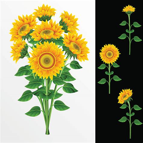 1 000 Sunflower Bouquet Clip Art Illustrations Royalty Free Vector